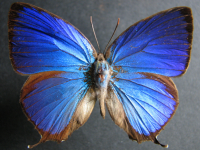 Arhopala micale amytis - Adult